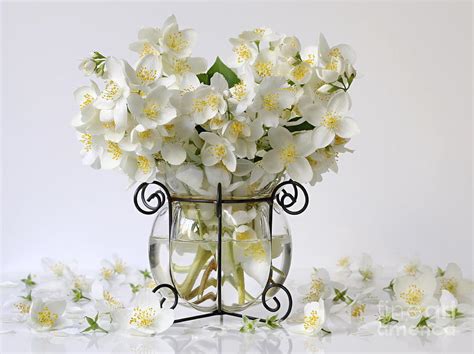 Bouquet of white jasmine flowers in a vase. Romantic floral still life with Philadelphus flowers ...