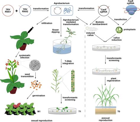 Methods used to generate heritable gene modifications in plants by ...