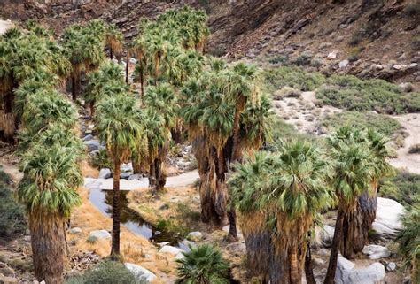 Hiking in Palm Springs: Book Details 30+ Trails to Explore