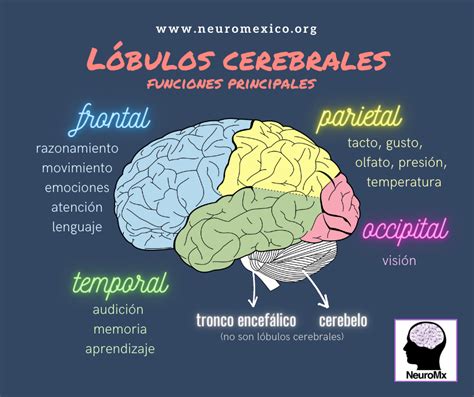 Lóbulos cerebrales | Studying medicine, Medical school motivation ...