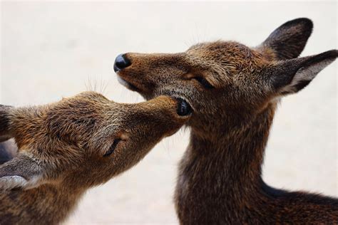 Cute Animals Kissing | Lipstick Alley