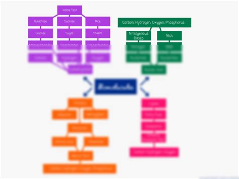 SOLUTION: Biomolecules concept map - Studypool