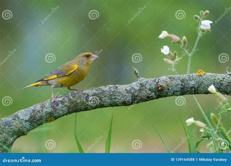 Male European Greenfinch Stands on Lichen Branch with Little Meadow ...