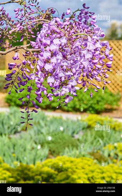 Lavender fields on Hvar Stock Photo - Alamy