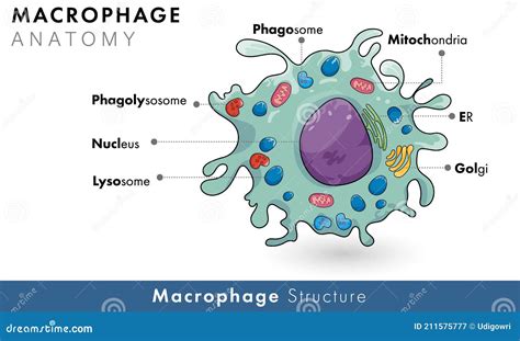 Macrophage Cell Structure