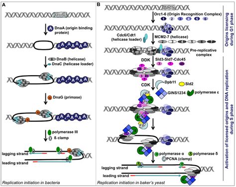 A comparison of DNA replication initiation in bacteria E. coli and... | Download Scientific Diagram