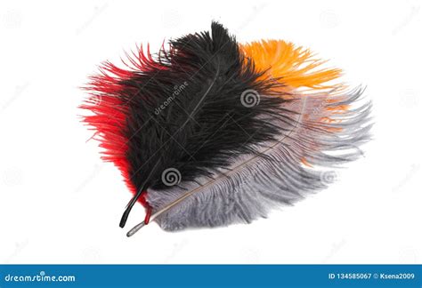 Colored Ostrich Feathers Isolated Stock Image - Image of background ...