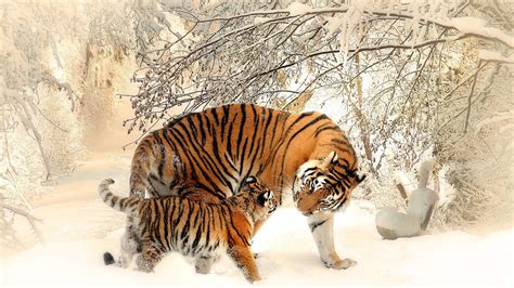 Siberian Tiger Snow Wallpaper - Live Wallpaper HD