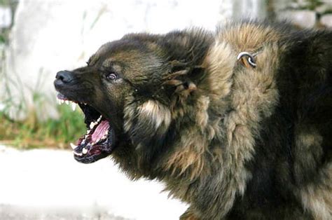 Is a caucasian shepherd dog good for guarding and a good pet?