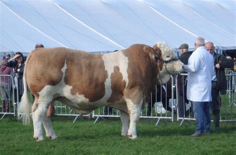 a brown and white cow standing on top of a lush green field next to people