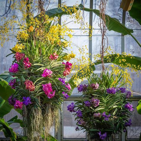 Chicago Botanic Garden Orchid Show | UrbanMatter