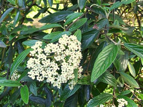 Viburnum Pragense | DIY