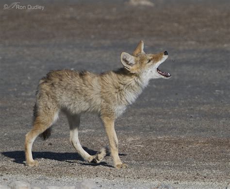 Some Interesting Coyote Behaviors – Feathered Photography