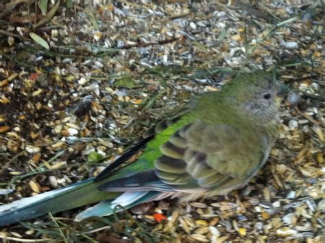 Parrot Breeding: Red Rumped Parrot (Psephotus haematonotus)