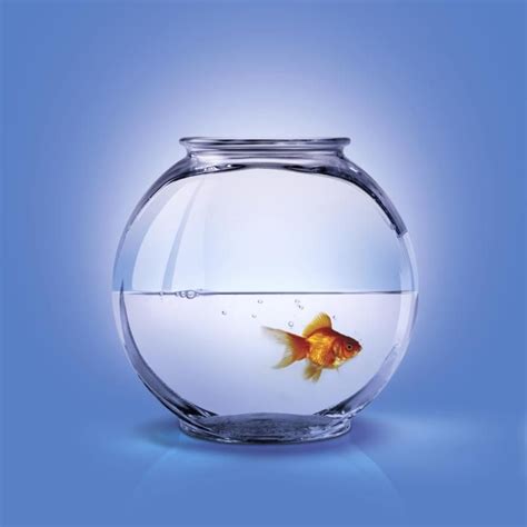 Can Goldfish Live in a Bowl Without a Filter? | Cuteness | Goldfish, Goldfish bowl, Colorful fish