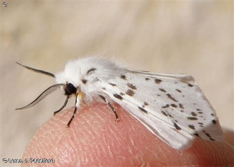 FALL WEBWORM MOTH - Fontenelle Forest Nature Search : Fontenelle Forest Nature Search