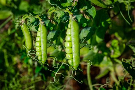 3 Main Types of Peas for Your Garden