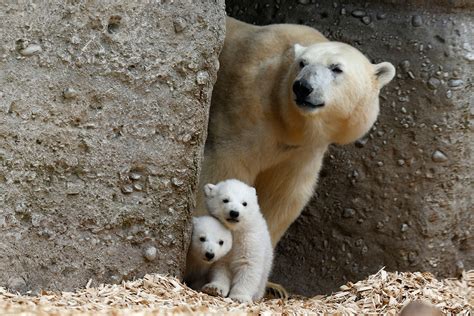 Cute Photos Alert: Twin Polar Cubs Get Their First Look at the World