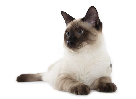 Siamese - Tabby Pointed Cats | Cat Breeds