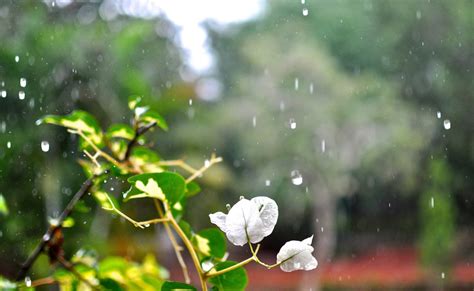 Gambar : pohon, air, alam, cabang, mekar, menanam, putih, padang rumput ...