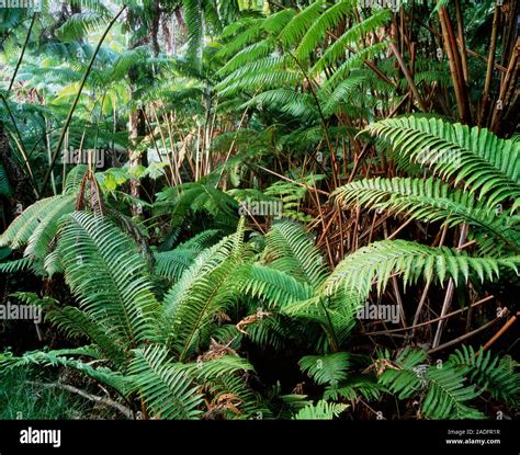 Tropical rainforest. Tree ferns amongst the understorey vegetation of a ...