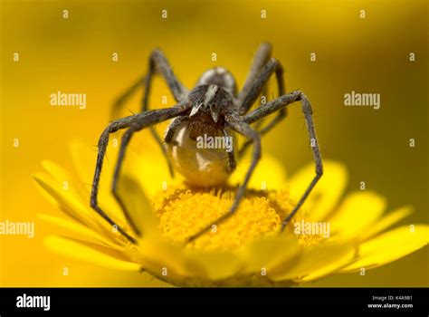 Wolf spider ball eggs hi-res stock photography and images - Alamy