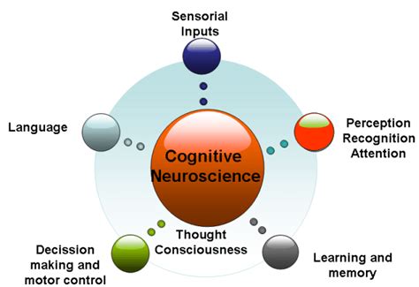 Cognitive neuroscience is concerned with sensory input and its ...