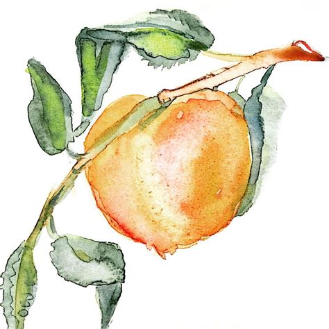 'Peach' Print in 2020 | Peach paint, Watercolor art, Watercolor artwork