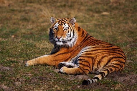 Siberian Tiger Laying In The Grass Stock Image - Image: 13367133