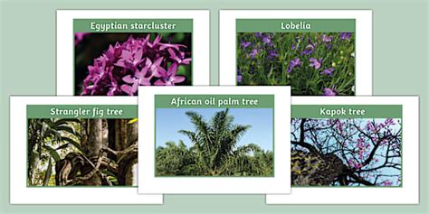 Congo Rainforest Plants Photo Pack (teacher made) - Twinkl