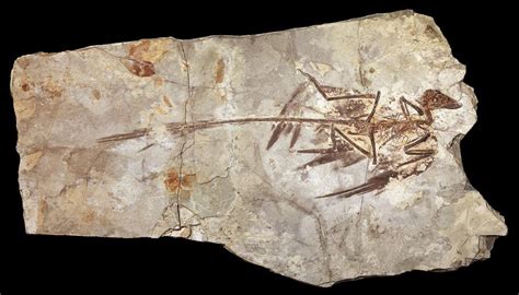 Microraptor specimen fossilCredit: Mick Ellison | Feathered dinosaurs, Dinosaur fossils, Fossils