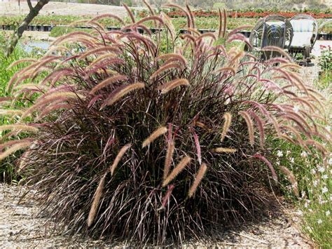 Pennisetum setaceum rubrum 'Dwarf Red' | Декоративная трава, Посадка, Растения