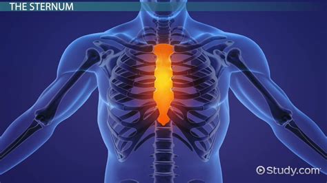 Suprasternal Notch Anatomy