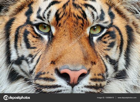 Wild cat tiger — Stock Photo © OndrejProsicky #130566410