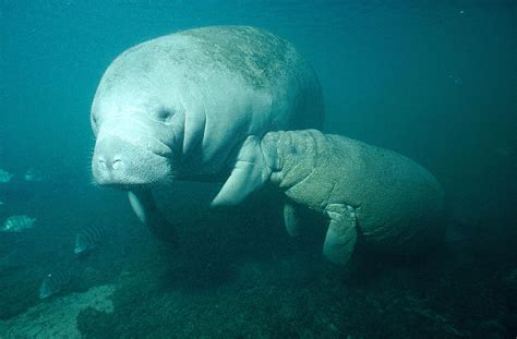 Manatee Nursing Calf Photograph by Andrew J. Martinez - Fine Art America