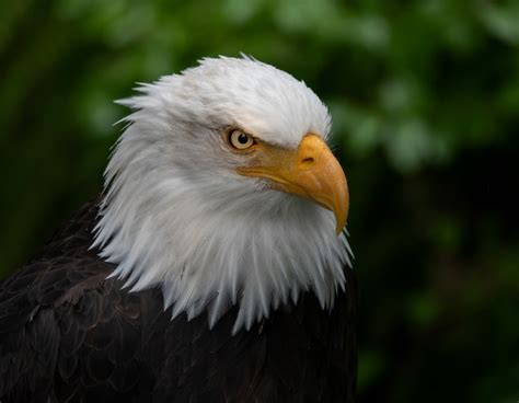 Where to See Bald Eagles in Alaska | Celebrity Cruises