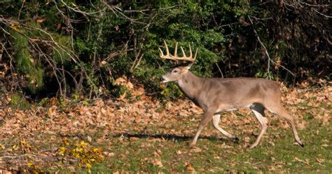 Chronic wasting disease in Mississippi deer