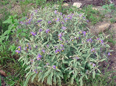 Vascular Plants of the Gila Wilderness-- Solanum elaeagnifolium