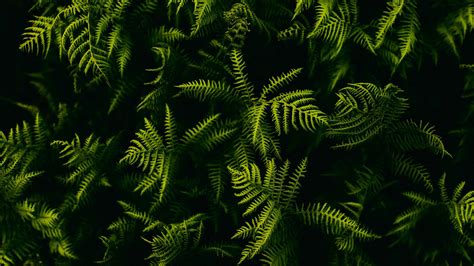 Fern Branches Plant Leaves 4K 5K HD Wallpapers | HD Wallpapers | ID #31784