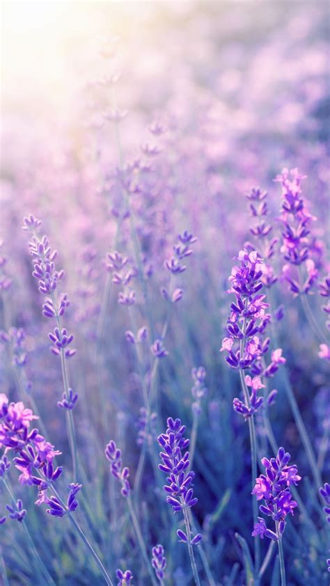 Lavender | Beautiful flowers photography, Flowers photography, Flowers photography beautiful