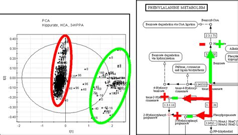 Normal Gut Microflora (Dr. Frank Dieterle)