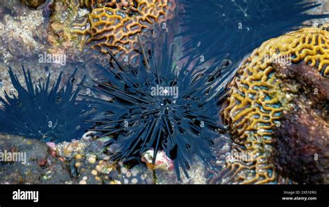 Sea urchin (Landak laut, bulu babi). About 950 species of sea urchin ...