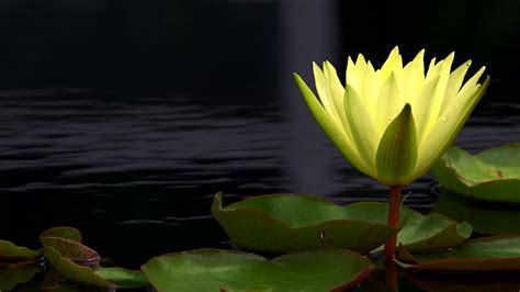 Lotus Flowers On Lake Water 14 Stock Footage SBV-336977343 - Storyblocks