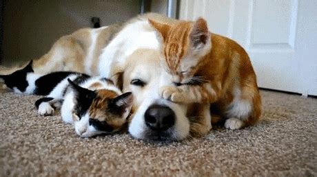 Cat Dog GIF - Find & Share on GIPHY