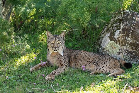 Iberian Lynx l Beautiful Wildcat - Our Breathing Planet