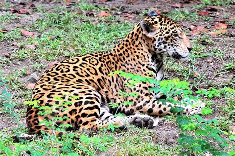 Proposed Tourist Train Could Threaten Mexico’s Fragile Jaguar Populations