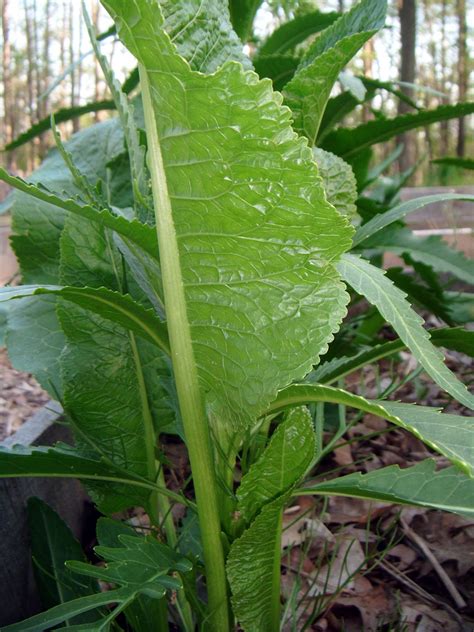 Telling the Bees: horseradish!