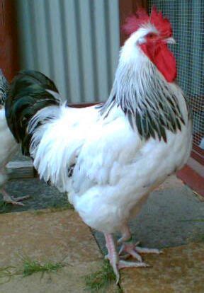 We have one Light Sussex rooster that looks even better then this one! | Oiseaux