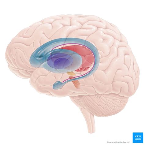 Basal ganglia: Gross anatomy and function | Kenhub