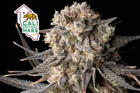 The Best Seedsman Seeds: Strain Guide - Mold Resistant Strains